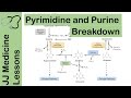 Purine and Pyrimidine Catabolism Pathway - Nucleotide Breakdown - Biochemistry Lesson