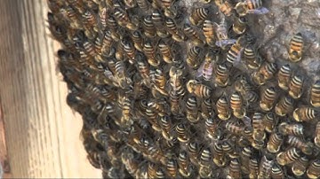 Biologist subjects himself to stings aplenty in name of research