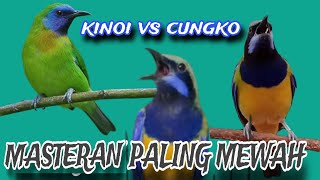 MASTERAN PALING MEWAH!! kinoi vs cucak cungko