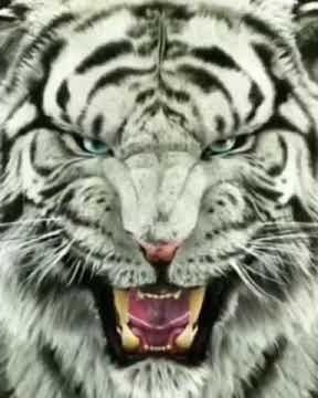 || Story WA Harimau Putih Terbaru SILIWANGI JAWA KE 9