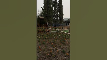 (وَيَدْعُ الْإِنسَانُ بِالشَّرِّ دُعَاءَهُ)تلاوه إسلام صبحي