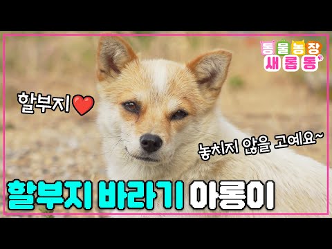 [#새롭동물농장] 할아버지만 졸졸졸~ 따라다니는 껌딱지견🌻 할아버지에게 운명처럼 찾아온 <strong>벗</strong> 아롱이❤ / EP.1188 #TV동물농장 #AnimalFarm #SBSstory