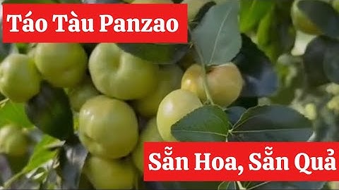 Báo giá cây Táo Tàu Panzao sẵn Hoa, sẵn Quả tại vườn nhà em nhé ☎️0968.750.386 - 092.391.6866