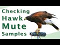 Checking Bird of Prey Mute Samples | How to Check a Birds Droppings