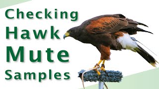 Checking Bird of Prey Mute Samples | How to Check a Birds Droppings