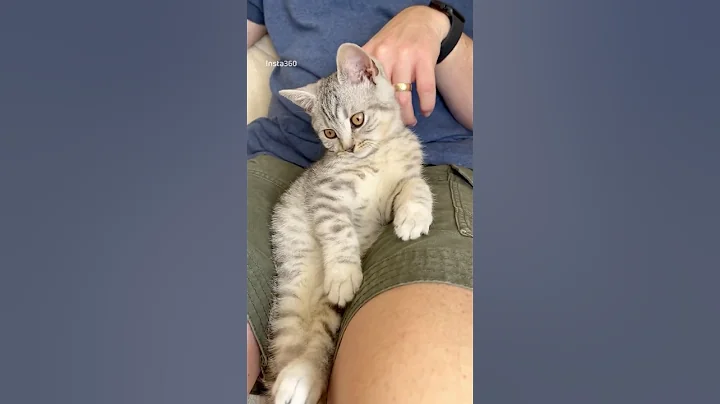Video 9291911: british shorthair cat cuddles, british shorthair silver cat, british shorthair black cat, silver spotted british shorthair, kitten britishshorthair pets, cat old