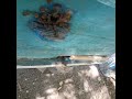 Аризор сух