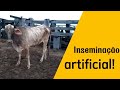 Fazendo inseminação artificial! 🐮