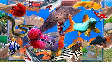 Tổng hợp các video cá cảnh đẹp, động vật dễ thương, cá thác lác cườm, cá koi, cá trê, ếch màu