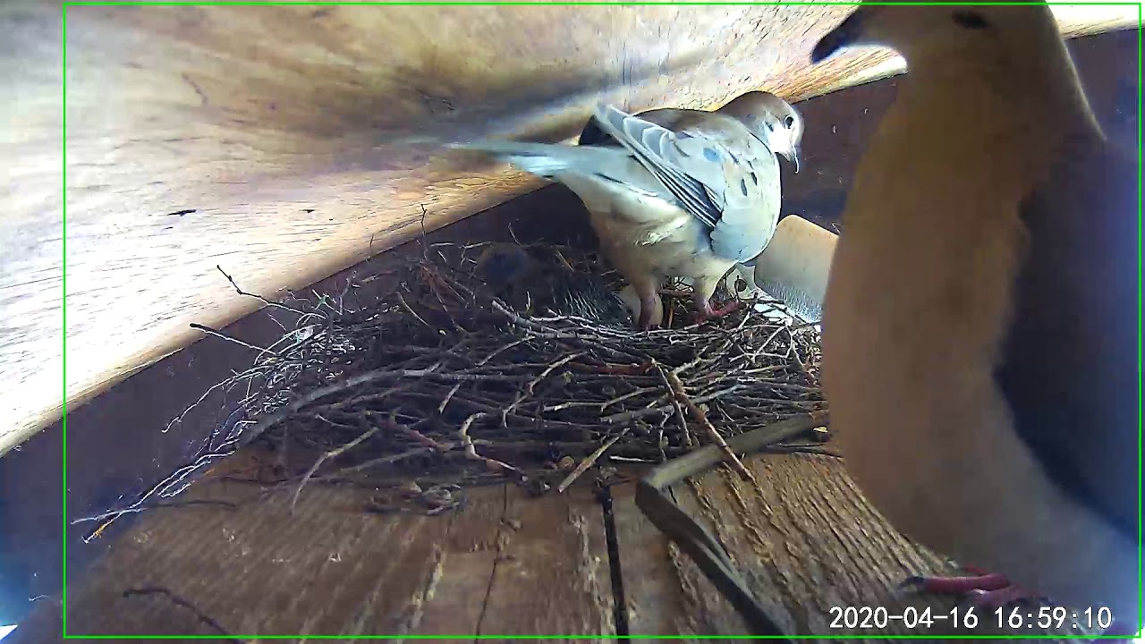 Dove nest baby 