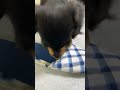 スリッパとチョコの対決・PART3 完結編【カニンヘンダックス・チョコの日常】Kaninchen Dachshund #shorts