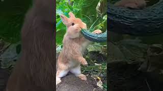 Tavşan Gi̇rmi̇ş Eki̇ne