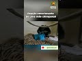 Reação INCRÍVEL da Mamãe Chimpanzé! 😭💔