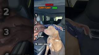 Ranking Very Funny Dogs😂🤣 Best Moments 🐶 #shorts #ranking #dog