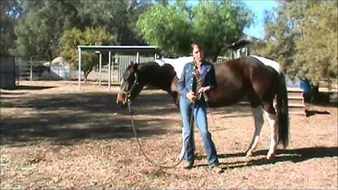 Body Control Series 1:1 Disengage the Hindquarters