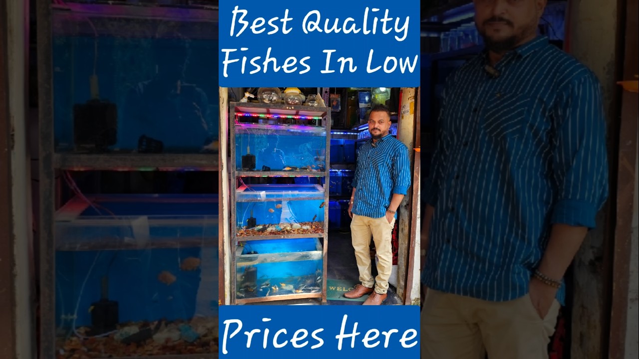 Непревзойденные цены, непревзойденное качество в этом недорогом магазине аквариумных рыбок в Тане...