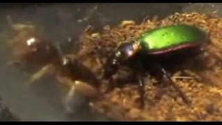 FIGHT!! Intense Life and Death battle between 2 Titans in the insect world by Life Vs. Death 21,967 views 7 years ago 2 minutes, 34 seconds