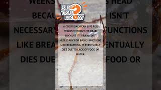 Random Facts You Didn’t Know – Ep.  39 #Shorts #DidYouKnow #MindBlowingFacts