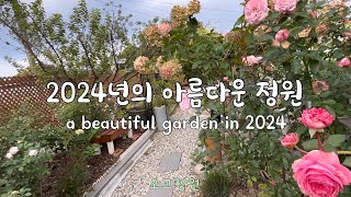 # 30,  2024년 한해의 정원을 돌아보다 / 숙근초와 장미들과 보낸 시간들 ~** /