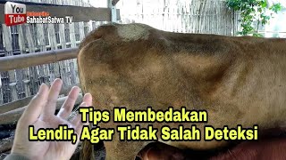 TIPS KENALI LENDIR, EDISI LENGKAP BIAR GA KEGUGURAN