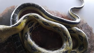 Different Kind of Snake | TAIPEI ZOO