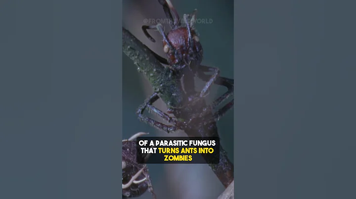 This turns ants into zombies 🧟 Ophiocordyceps Unilateralis 🍄