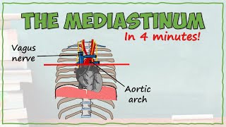 Anatomy of the Mediastinum