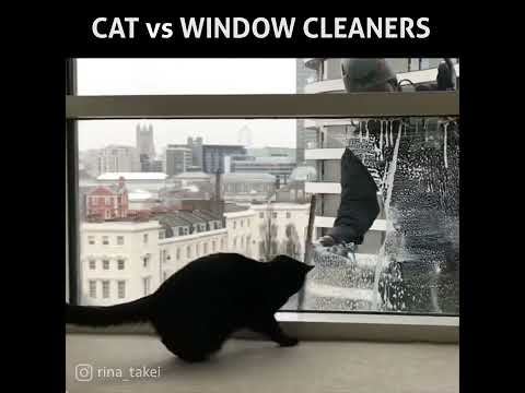 Cat vs. Window cleaners - YouTube