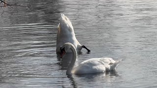 Завтрак лебедей. Breakfast of swans.