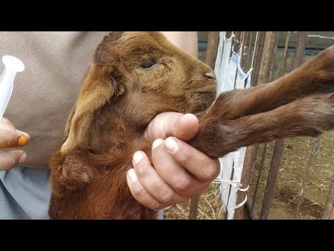 إيه الحل موت مواليد الأغنام بسبب انخفاض درجة حرارة