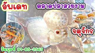 คนเลี้ยง​สัตว์​ EP.227 อัพเดท​ ตลาดปลาจตุจักร ลานเร่ ขายส่งปลาสวยงาม​ ทุกชนิด  #ปลา #fish #ปลาสวยงาม