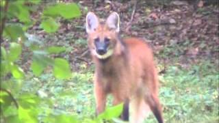 The maned wolf is a very unusual member of dog family. not true at
all, it sole remaining remnant prehistoric carnivores from south ...