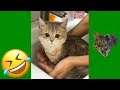 Funniest Animals Videos 2023 😹 Try Not To Laugh Funny Dogs And Cat 😻 #32