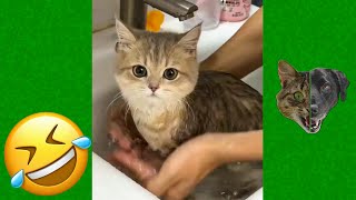 Funniest Animals Videos 2023 😹 Try Not To Laugh Funny Dogs And Cat 😻 #32