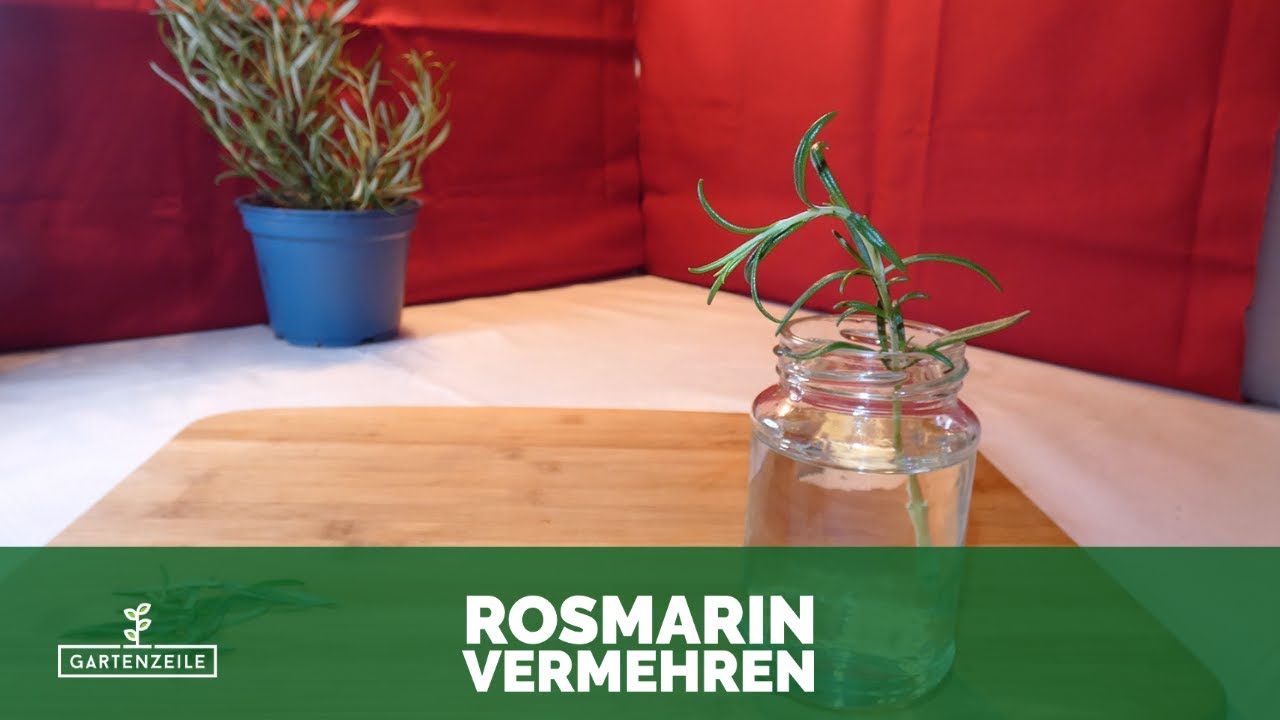 watering system plants Grey / US DI-Smart Automatic Watering System
