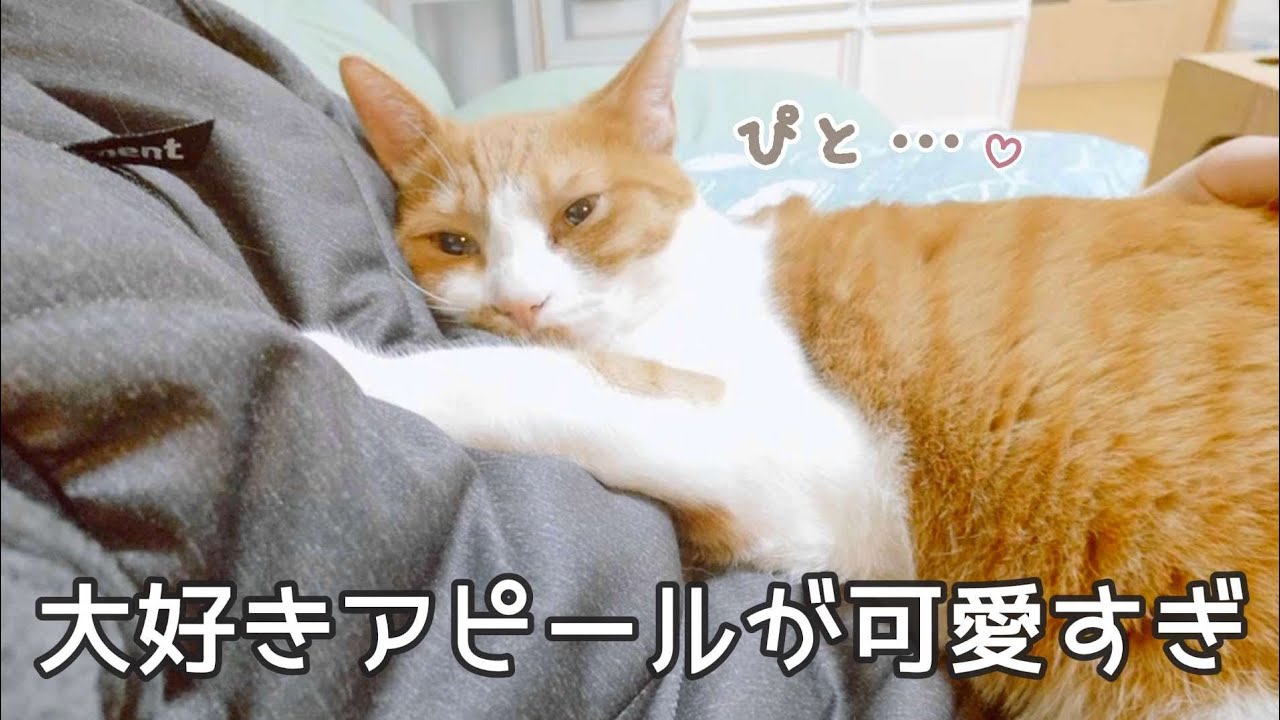 うちの猫は父さんが大好きすぎて毎晩こうなります 笑