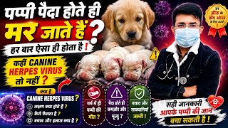Canine Herpes Virus ( Puppies ) || Puppies Die 😭 After Birth || Causes, Symptoms, Prevention || CHV