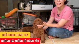 Chó Poodle Size Toy - Những Gã Khổng Lồ Đáng Yêu - Phương Cún TV by Phương Cún TV 1,203 views 9 months ago 4 minutes, 31 seconds