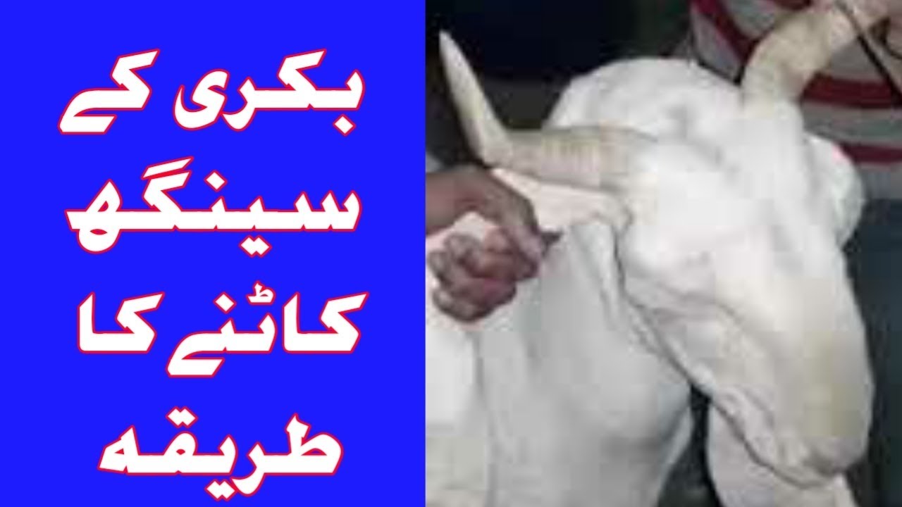 How To Remove Goat Horns Off Bakri Ke Singh Katne Ka Tarika how-to-remove-goat-horns-off-bakri-ke-singh-katne-ka-tarika