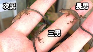 三兄弟になりました！！【赤ちゃん】【カナヘビ】【爬虫類】