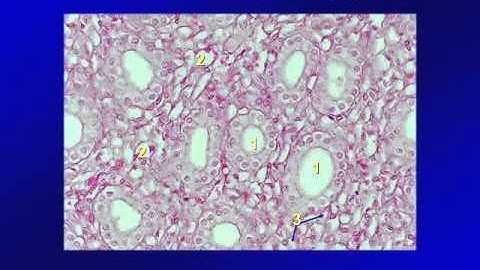 Mô học  Hệ tiết niệu