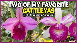 Why These 2 Orchids Are My Personal Favorites.