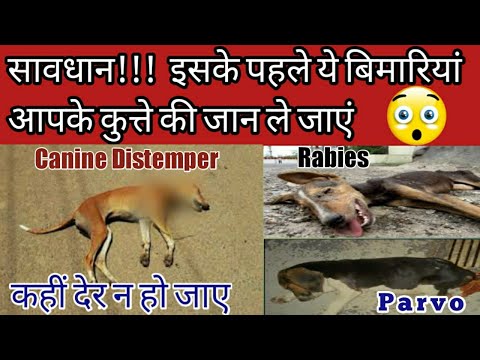 How to prevent your dog from diseases || Rabies || Parvo || Canine Distemper || Parainfluenza ||