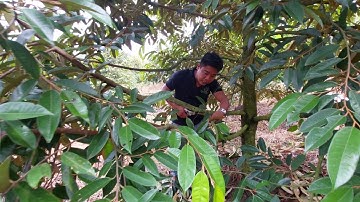 PHẦN 73: HƯỚNG DẪN CẮT TỈA CÀNH SẦU RIÊNG TẠI LÂM ĐỒNG