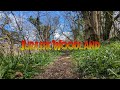 Jurassic Woodland
