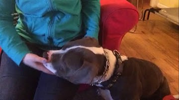 Intro To Prong Collar #1