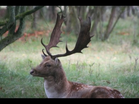 Video: Verschil Tussen Herten En Sambarherten