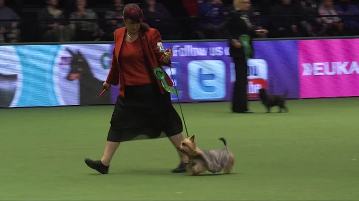 Crufts 2017 | Best of Breed winner Lisa Mault and Australian silky terrier Maddie