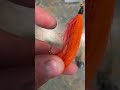 Basic Kenai River Sockeye set up