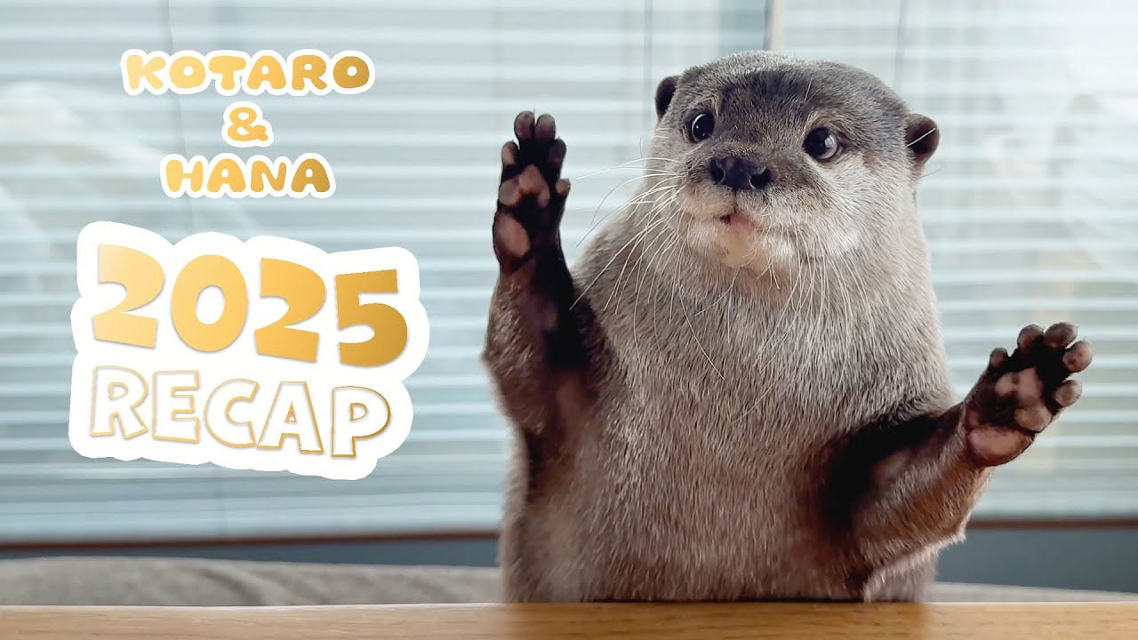 Выдра Котаро и Хана | Итоги 2025 года